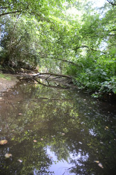 Cens luxuriant. Rives du Cens 18 juin 2022. Valere Thirioux